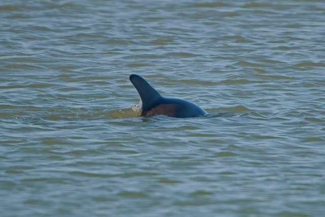Dolphins swimming near Bowman's Beach