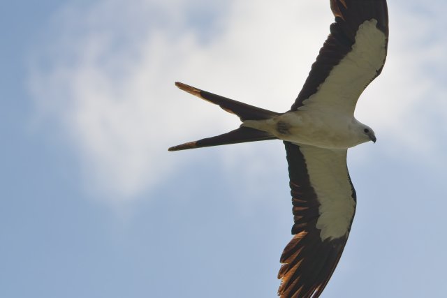 Acrobatic Skies Over J.N. Ding Darling: The Swallow-tailed Kite