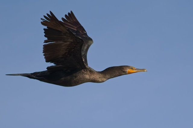 Soaring Above Harns Marsh: The Majesty of the Double-crested Cormorant