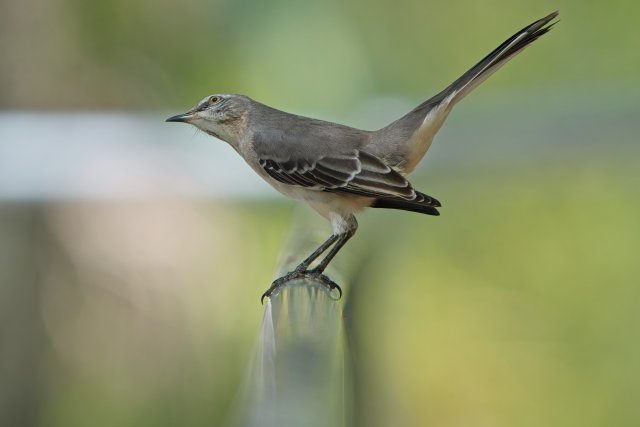 Northern Mockingbird behavior at Six Mile Cypress Slough Preserve Florida