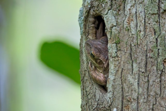 Unmasking the Cuban Tree Frog's Secret Life at Six Mile Cypress Slough Preserve