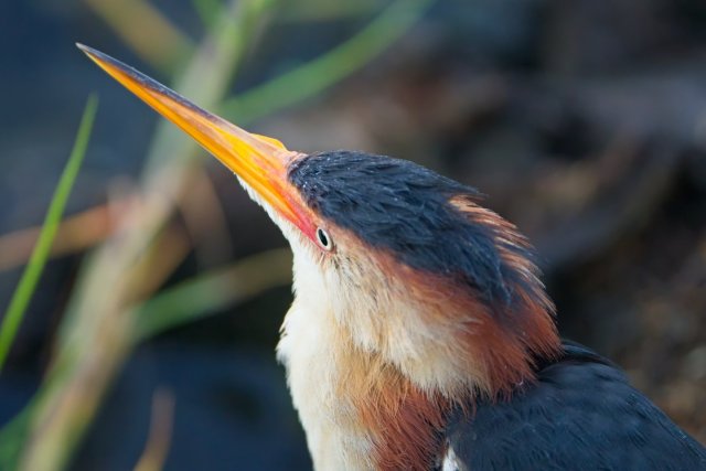 The Secret Life of the Least Bittern in Lakes Park Wetlands