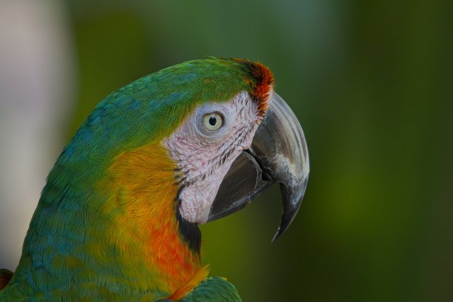 Vibrant Scarlet Macaw at Sarasota Jungle Gardens