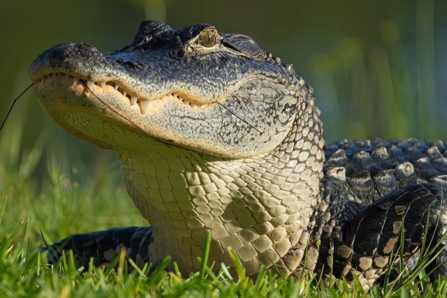 The Ancient Rhythm of Heat and Water: American Alligators at Lakes Park