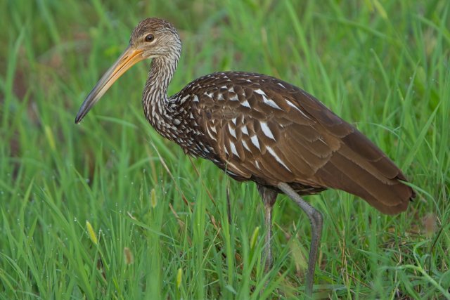A Limpkin's Quiet Vigil in the Harns Marsh Preserve