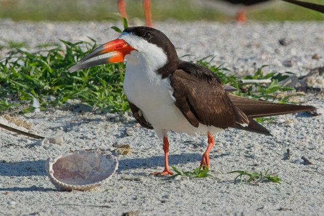 Skimming the Sands: A Close Encounter with the Black Skimmer at Carlos Point