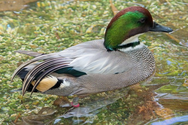 Falcated Duck at Zoo Miami: An Exotic Jewel in Shallow Water