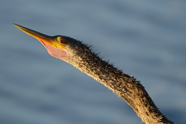 Anhinga in Lakes Park: How to Spot These Waterfowl in Southwest Florida