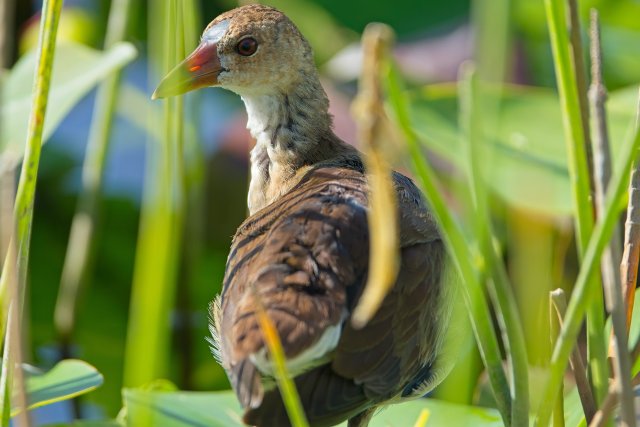 Purple Gallinule in Lakes Park's Marshy Haven