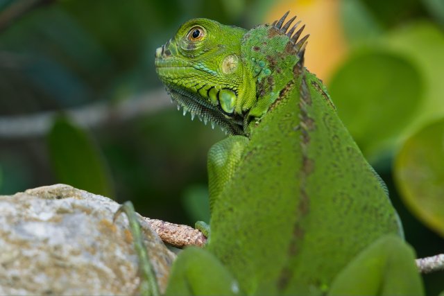 The Emerald Sentinel: Observing Green Iguanas in Lakes Park