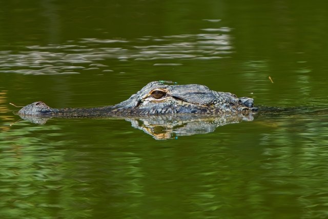 The Still Hunter of American Alligators at Lakes Park