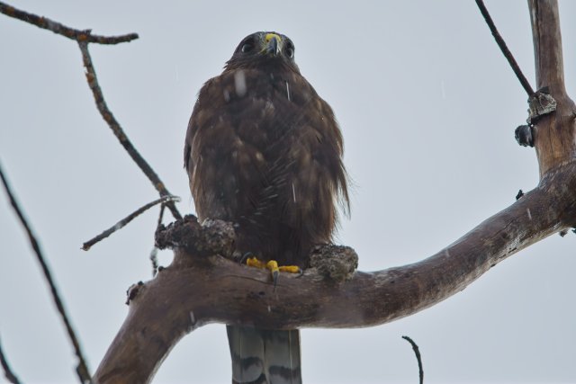 Sooty Shadows: Short Tailed Hawks in J.N. Ding Darling Refuge