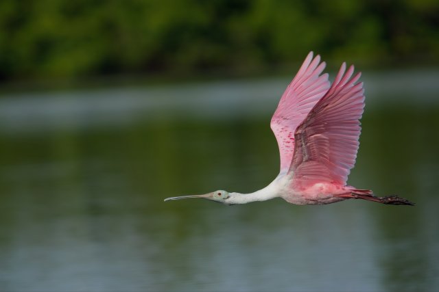 Roseate Spoonbill in Flight: A Pink Streak Over Ding Darling