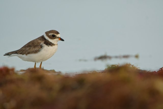 Semipalmated Plover Foraging on Mudflats at Bowditch Point Park