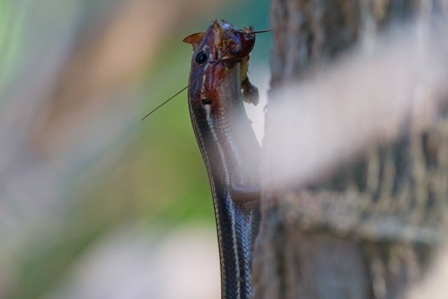 The Silent Hunter of Lakes Park: Discovering the Five-lined Skink