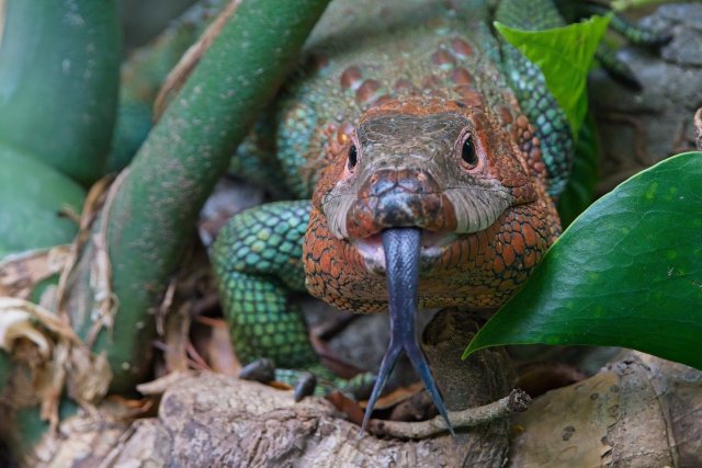 A Glimpse into the World of the Northern Caiman Lizard at Zoo Miami