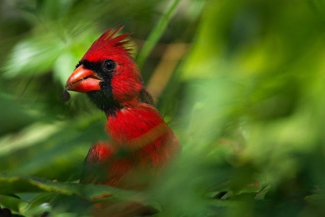 Northern Cardinal Identification at Six Mile Cypress Slough Preserve