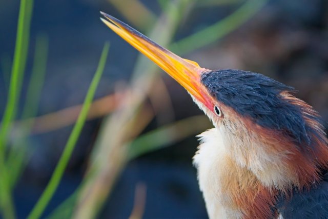The Secret Life of the Least Bittern in Lakes Park Wetlands