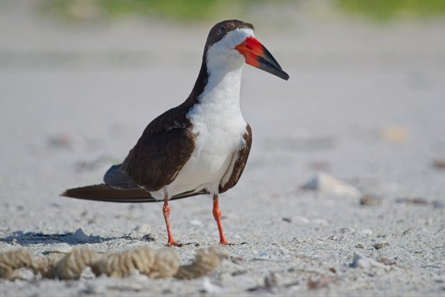Black Skimmer behavior at Carlos Point Florida