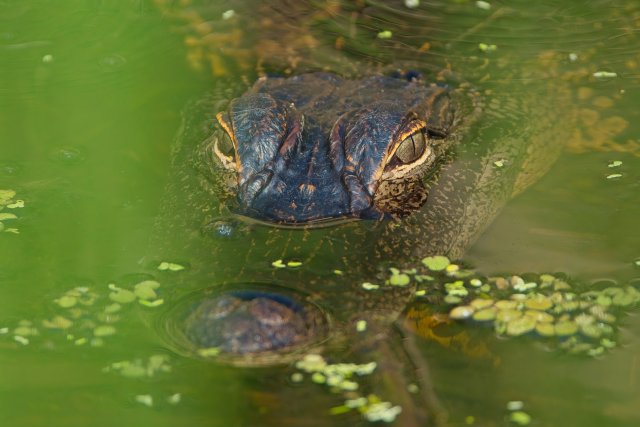 American Alligator at Lakes Park