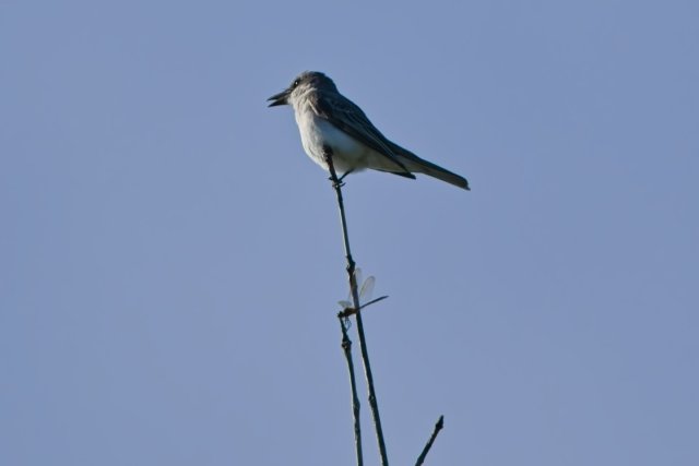Gray Kingbird Observation at Lakes Park