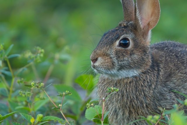 Eastern Cottontail at Lakes Park