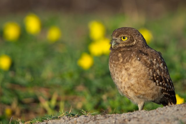 Burrowing Owl Sentinel at Pelican Baseball Complex