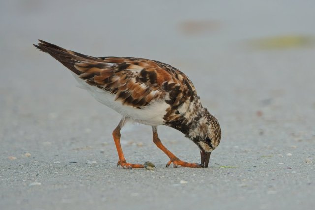 The Harlequin's Secret: Ruddy Turnstones and the Shores of Bowditch Point Park