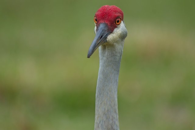 Florida's Ancient Sentinels of Babcock Ranch