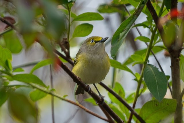 White-eyed Vireo at CREW Bird Rookery Swamp Trails