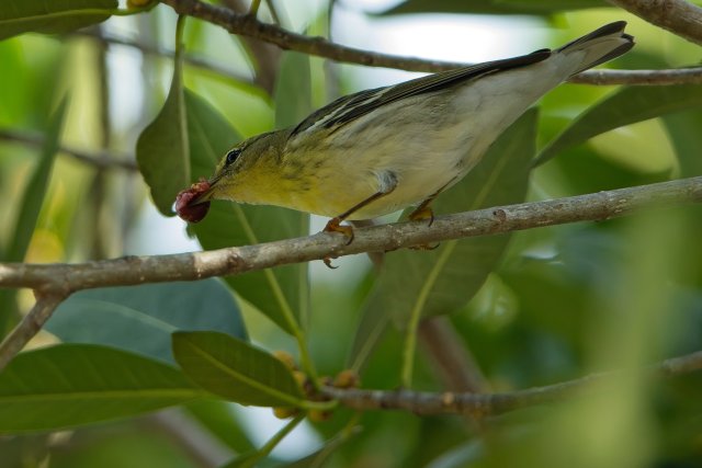 Blackpoll Warbler at Rotary Park