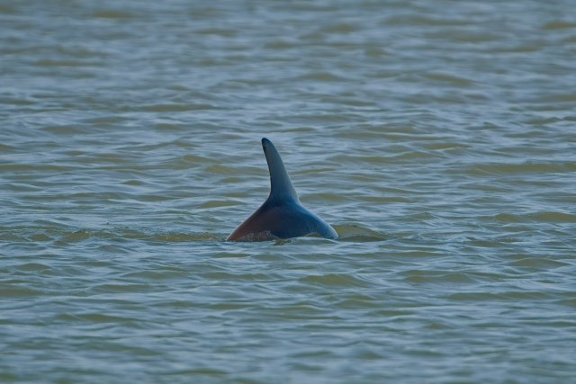 Dolphins swimming near Bowman's Beach