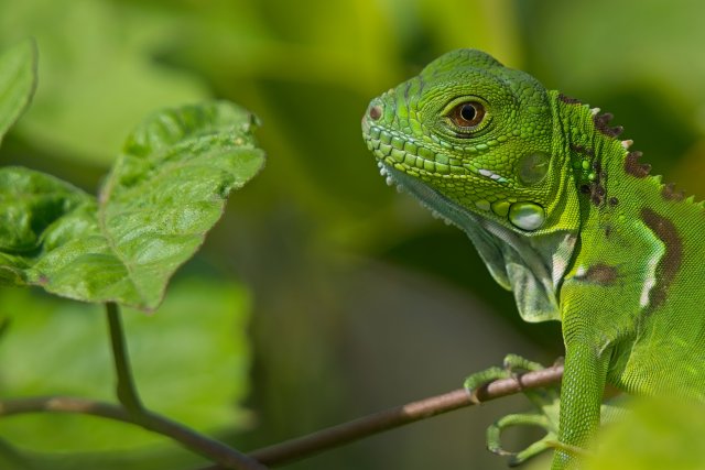 The Emerald Sentinel: Observing Green Iguanas in Lakes Park