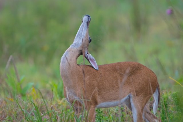 White-tailed Deer at Crew Flint Pen Strand: Adaptations in Florida Wetlands