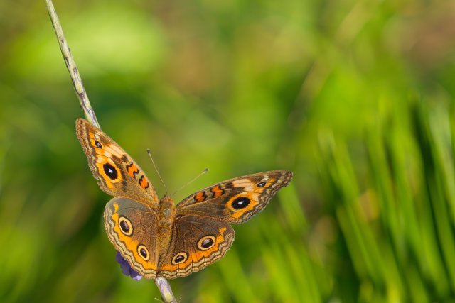 West Indian Mangrove Buckeye Discovery at Rotary Park