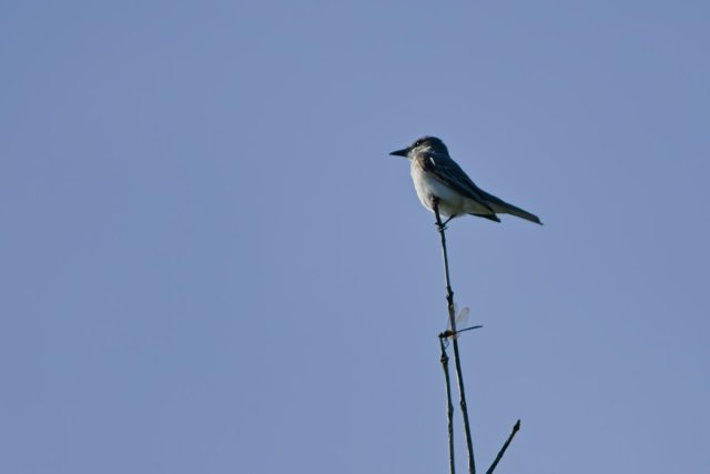 Gray Kingbird Observation at Lakes Park