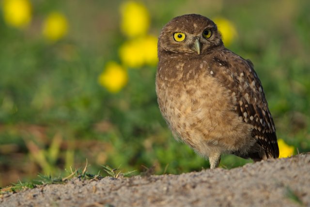 Burrowing Owl Sentinel at Pelican Baseball Complex