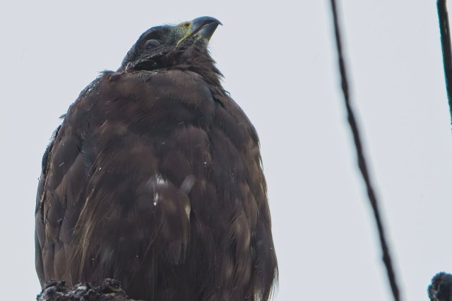 Sooty Shadows: Short Tailed Hawks in J.N. Ding Darling Refuge