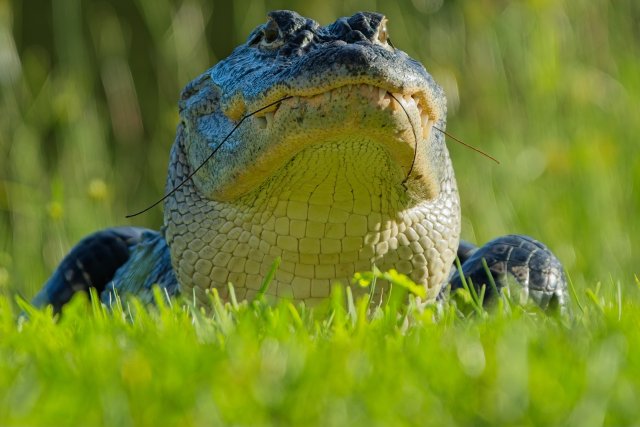 The Ancient Rhythm of Heat and Water: American Alligators at Lakes Park