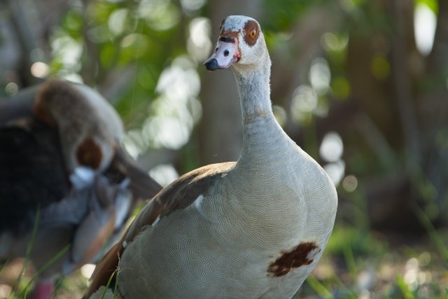 Egyptian Goose at Lakes Park