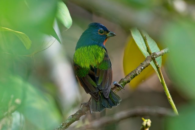 Painted bunting at CREW Bird Rookery Swamp Trails