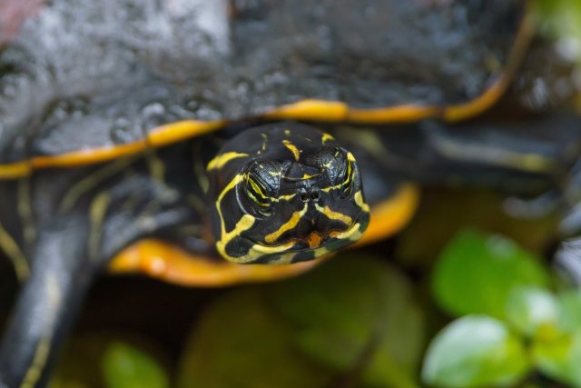 Florida Red-Bellied Cooter at Six Mile Cypress Slough Preserve