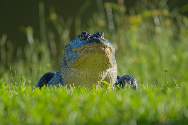 The Ancient Rhythm of Heat and Water: American Alligators at Lakes Park