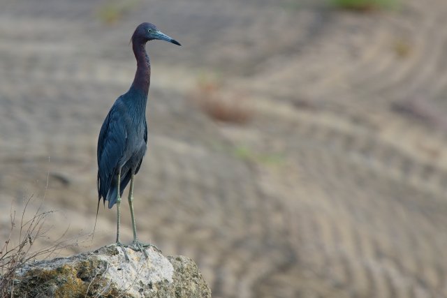 Watching the Little Blue Heron in Harns Marsh Preserve