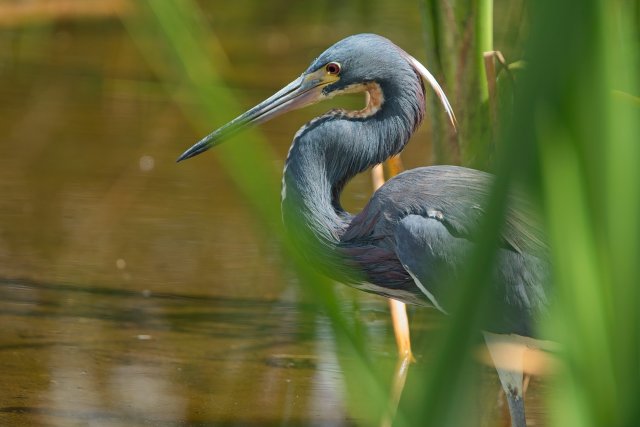 Sunken Hunter of Tricolored Heron in Lakes Park