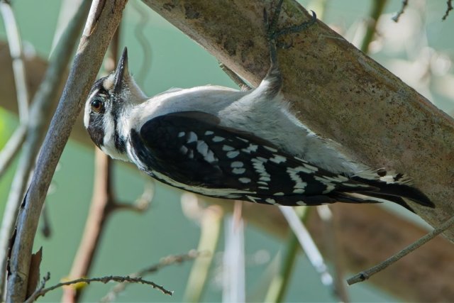 Arboreal Acrobatics: Discovering the Downy Woodpecker in Lakes Park