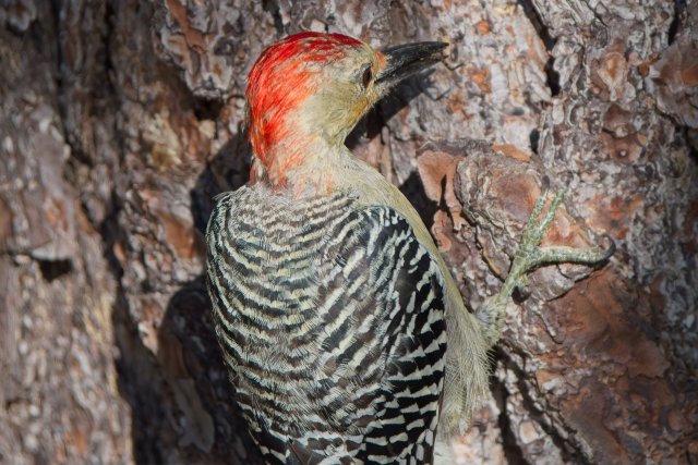 Red-bellied Woodpecker Behavior at Lakes Park Florida