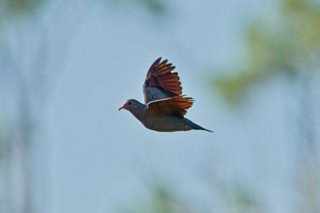 A Flight Through Florida's Pine Flatwoods: Observing the Common Ground Dove at Crew Flint Pen Strand