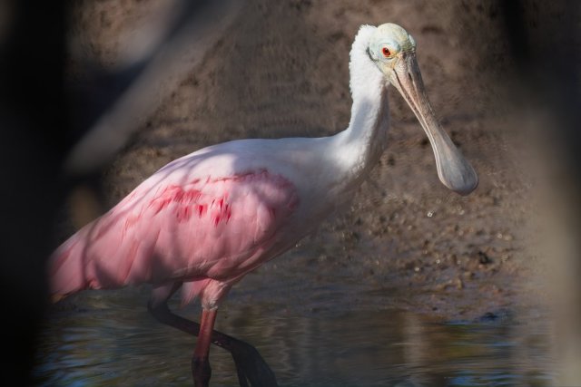 The Crimson Sweep of the Estuary: A Portrait of the Roseate Spoonbill at J.N. Ding Darling