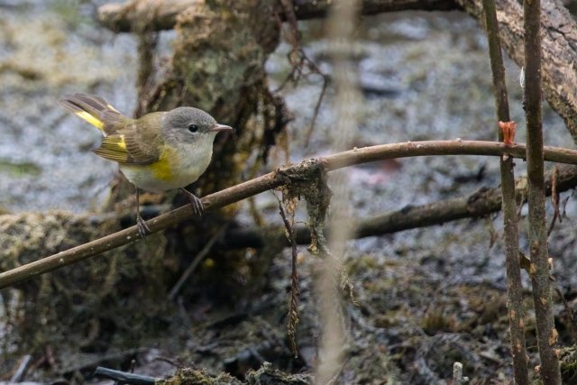 A Moment of Stillness: American Redstarts in the Six Mile Cypress Slough Preserve
